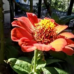 Tanias House דירה Siatista
